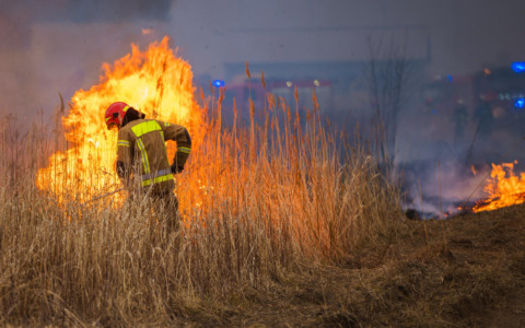 Abbattimento di oltre 20mila alberi per emergenza bostrico