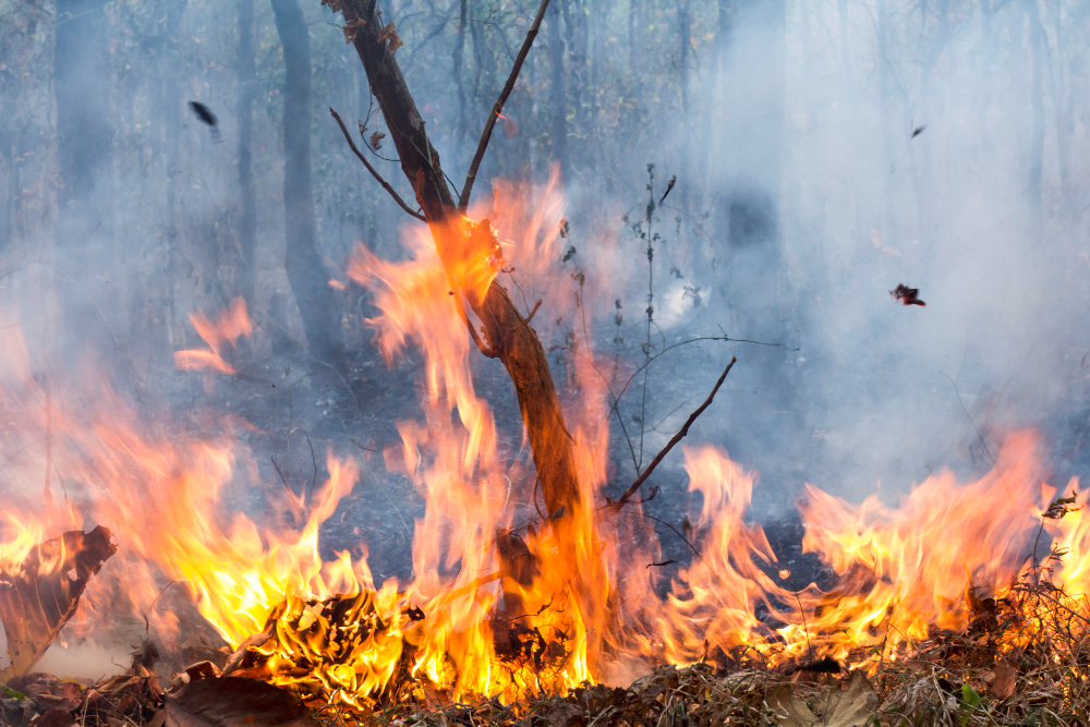 Due auto distrutte da un incendio nella notte a San Felice