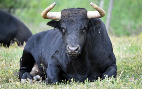 Allevatore muore dopo l’attacco di un toro in cascina